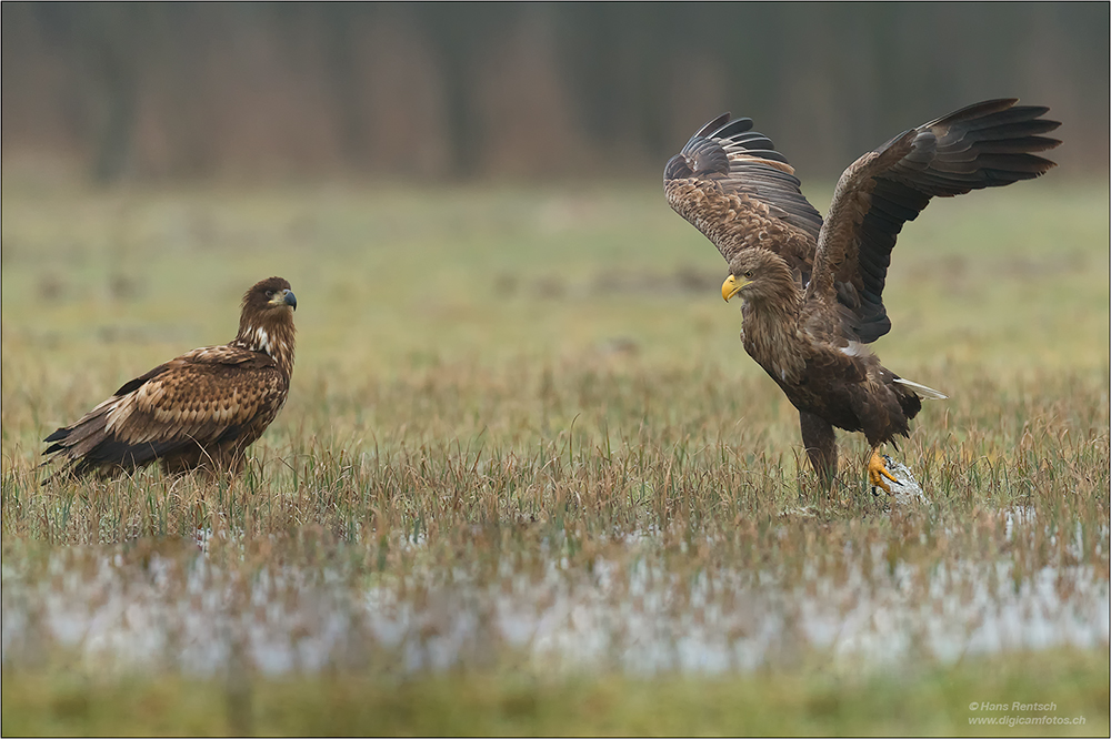 Seeadler