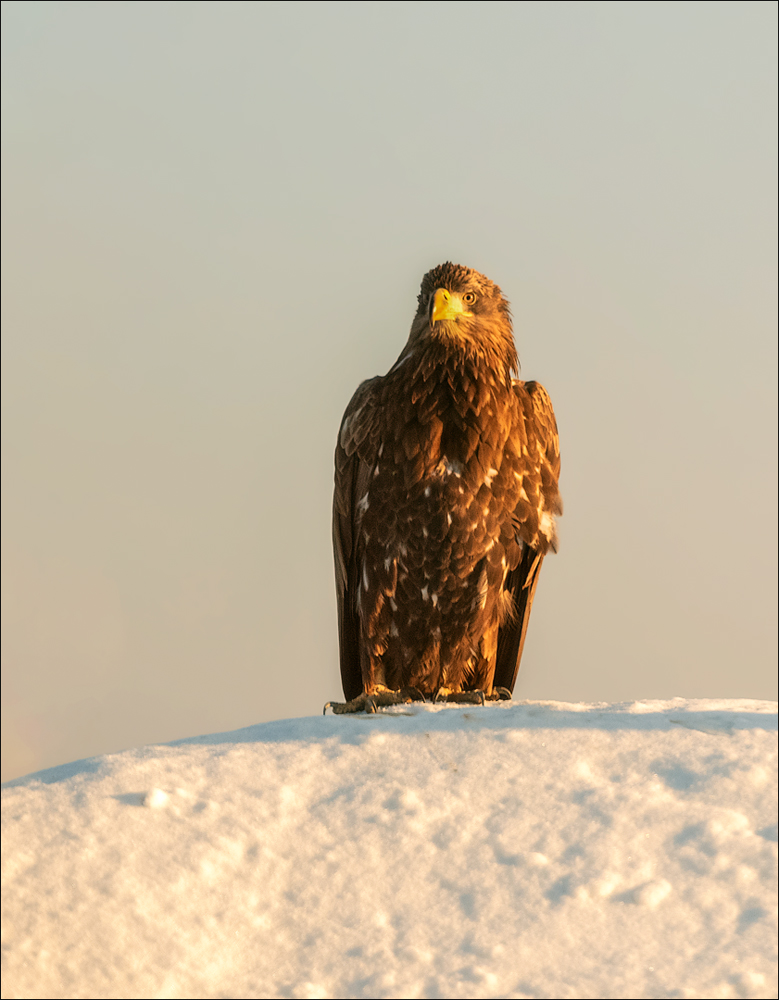 Seeadler