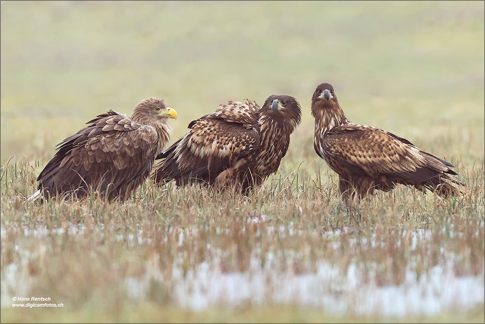 Seeadler