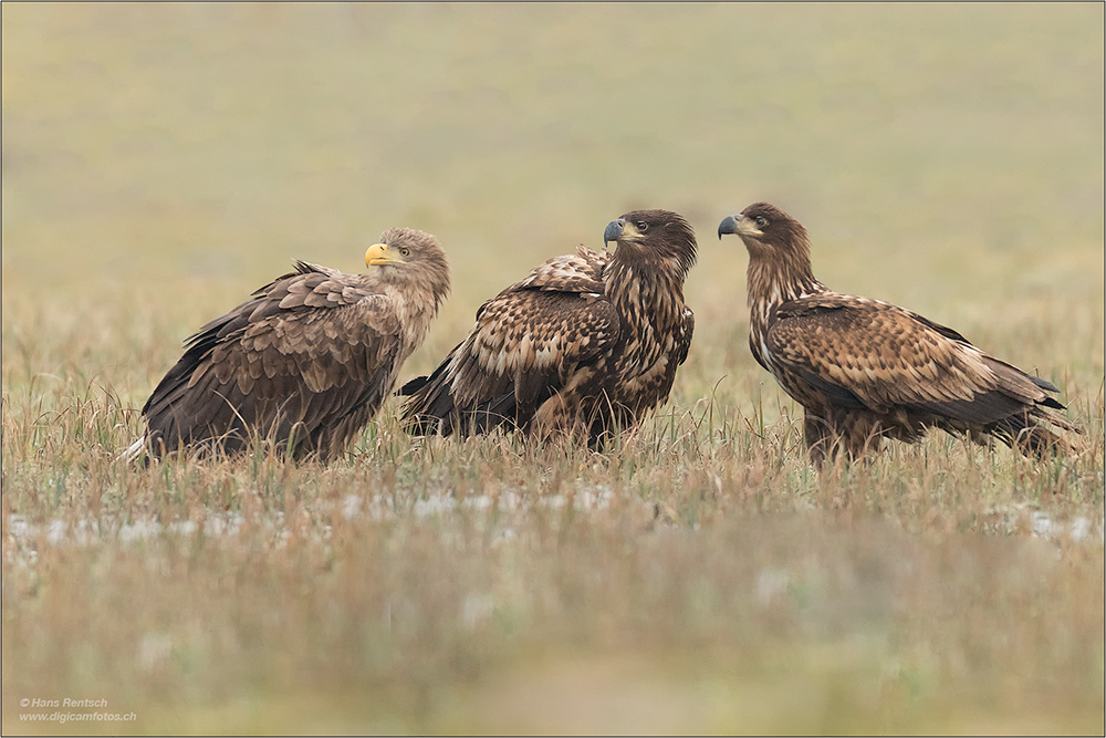 Seeadler