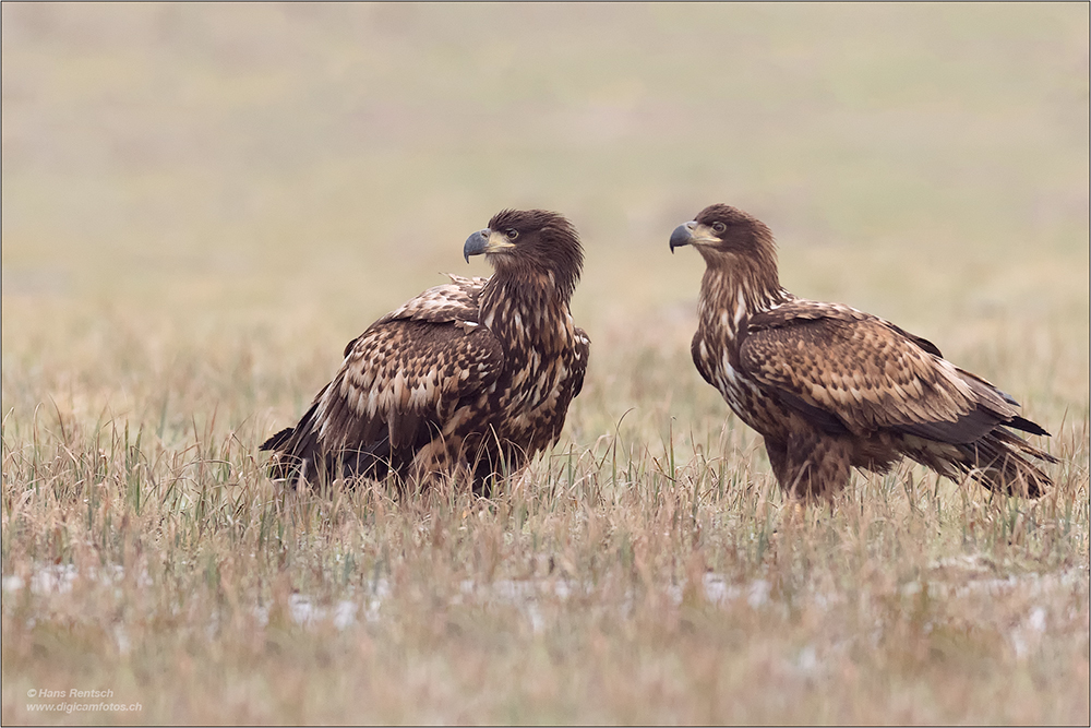 Seeadler