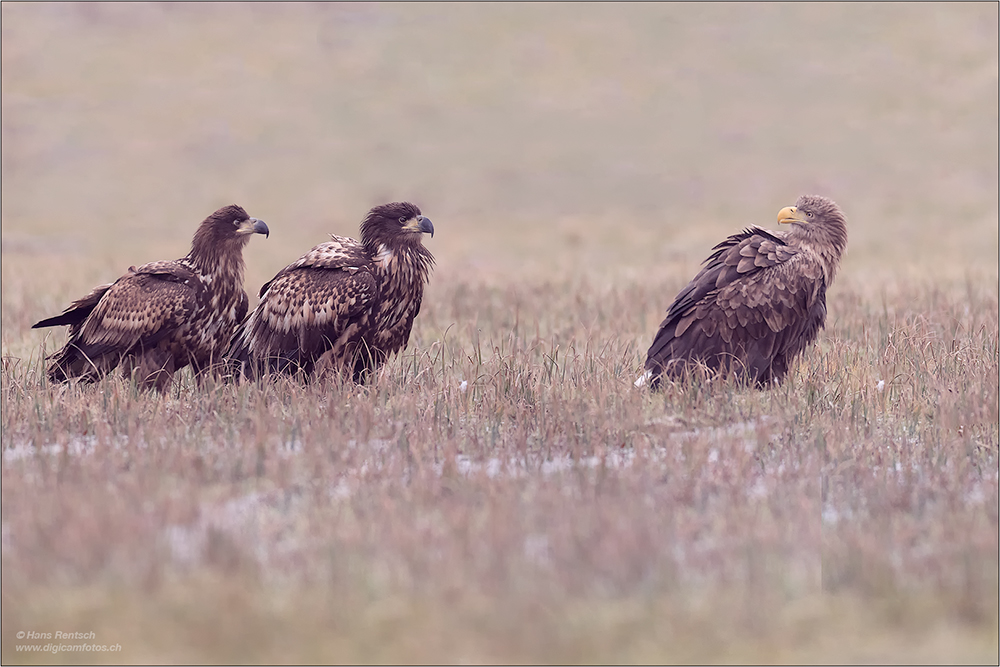 Seeadler