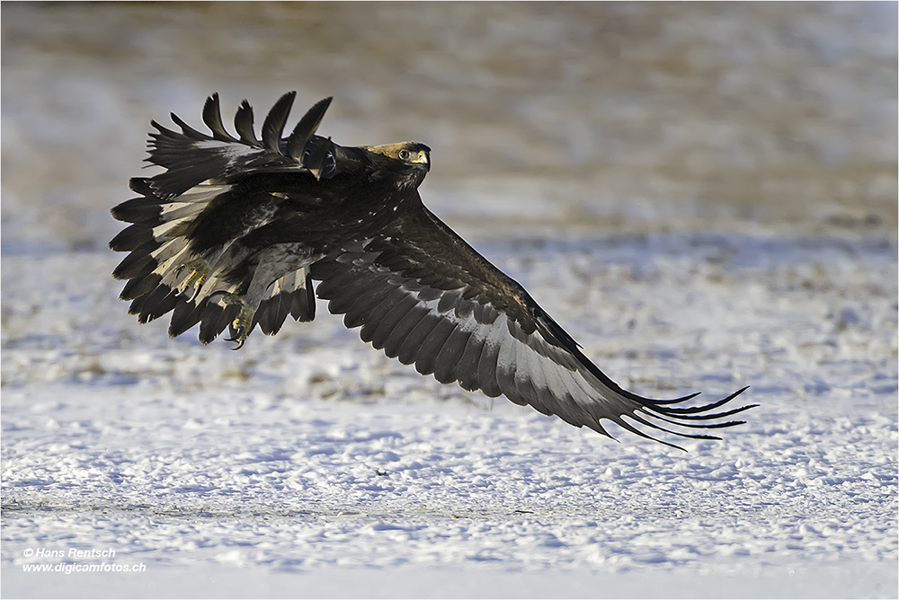 Steinadler