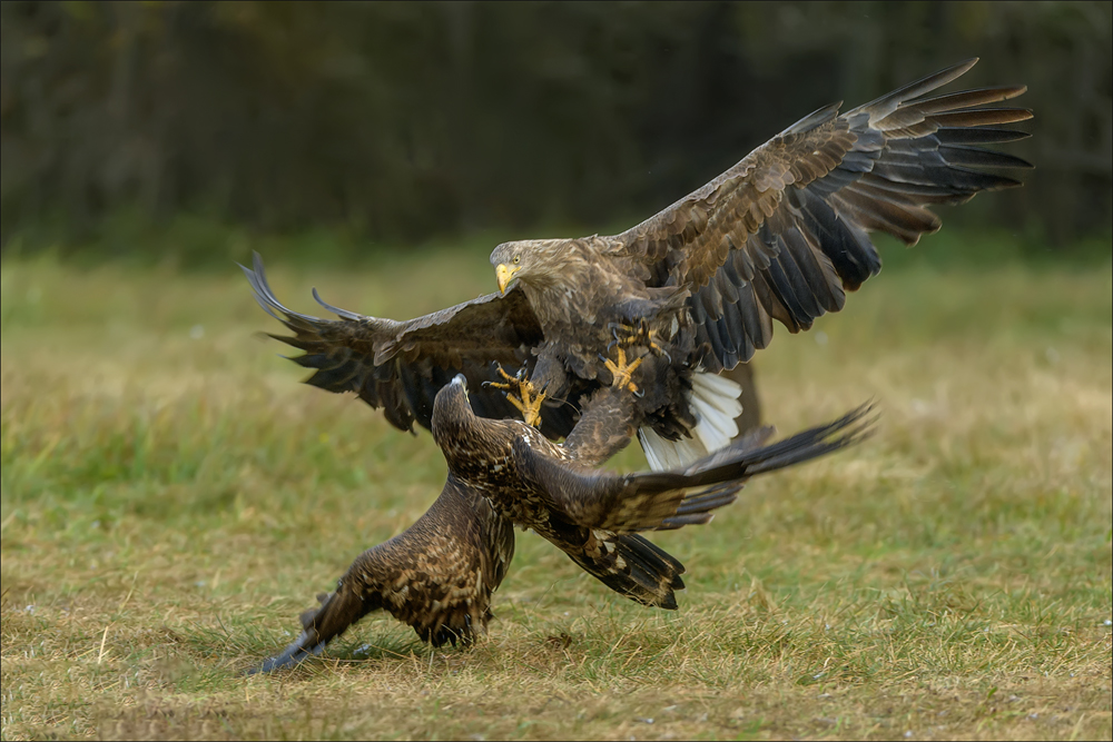 Seeadler