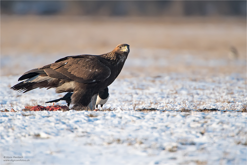 Steinadler