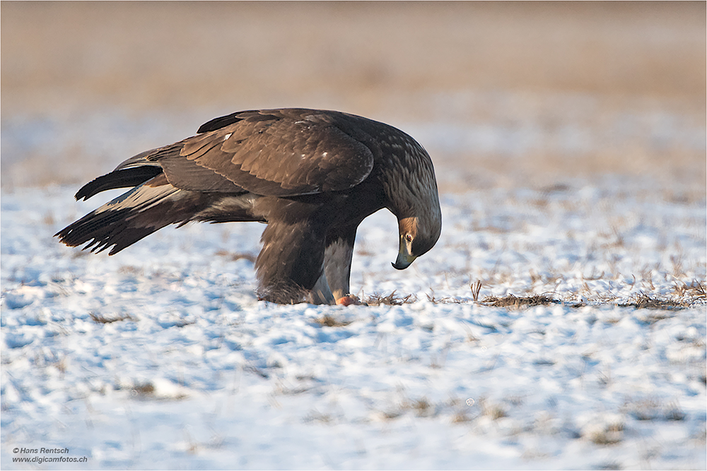 Steinadler