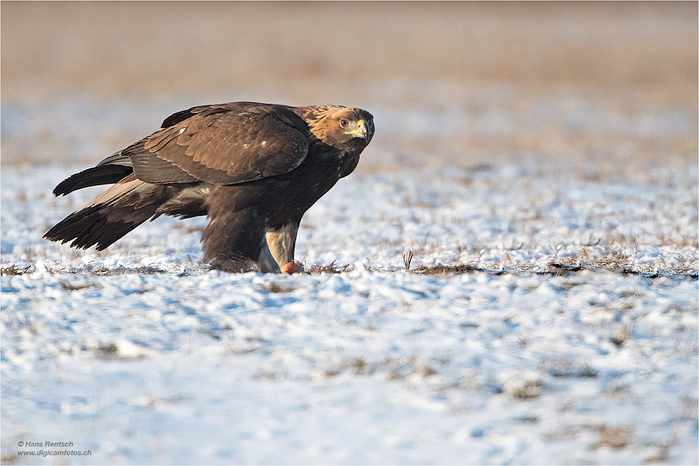 Steinadler