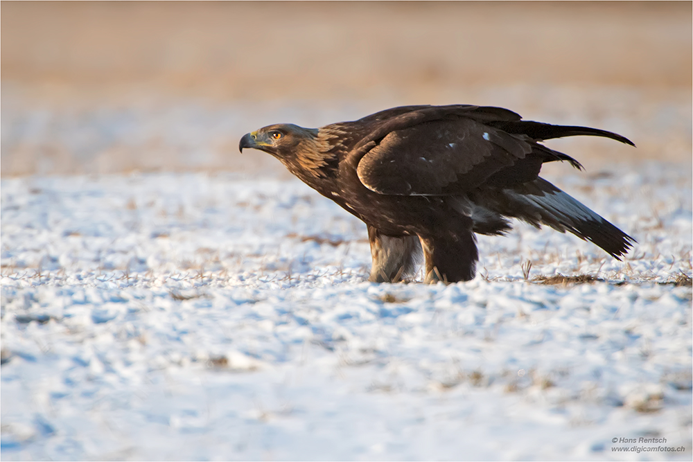 Steinadler