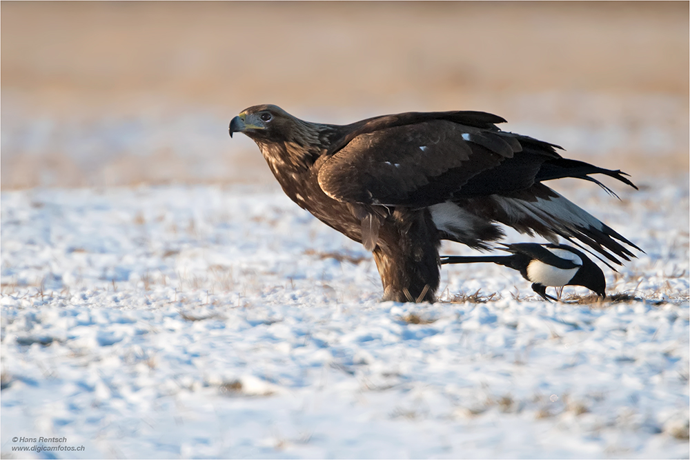 Steinadler