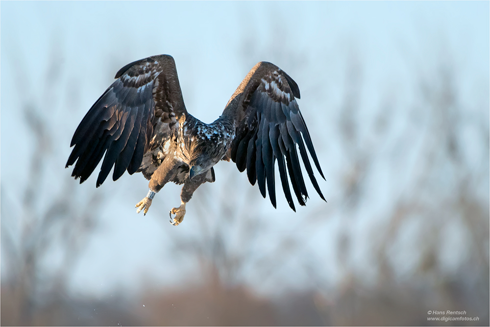 Seeadler