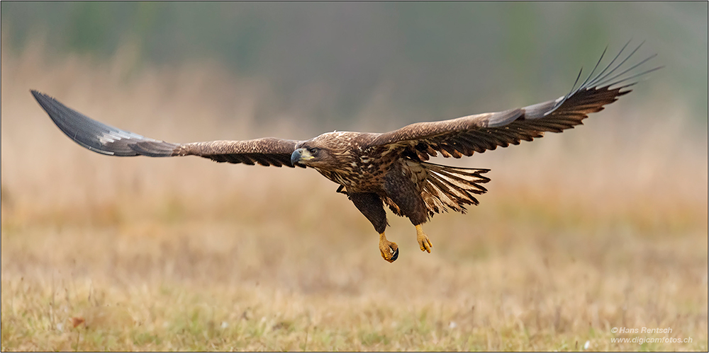 Seeadler