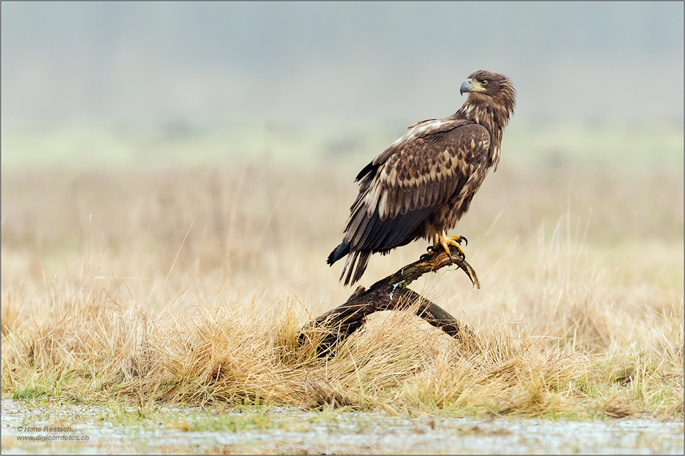 Seeadler