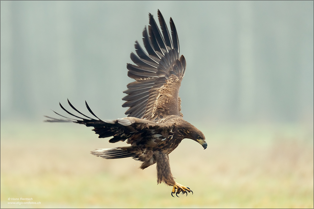 Seeadler