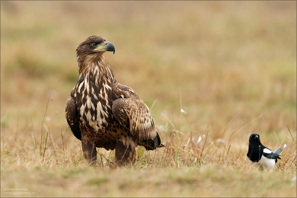 Seeadler