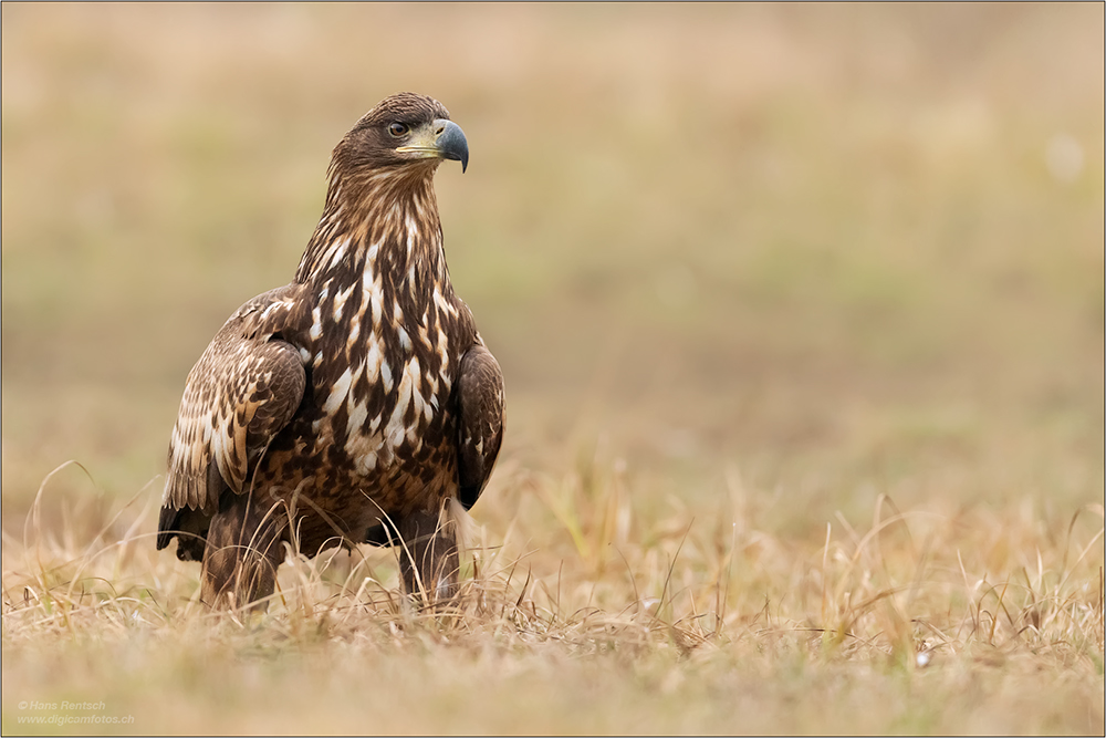 Seeadler