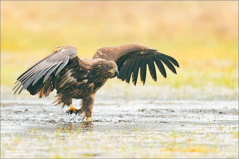 Seeadler