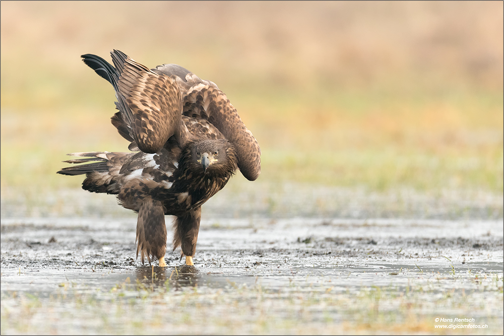 Seeadler