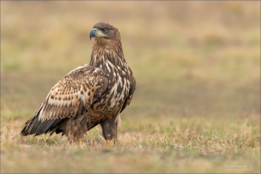 Seeadler