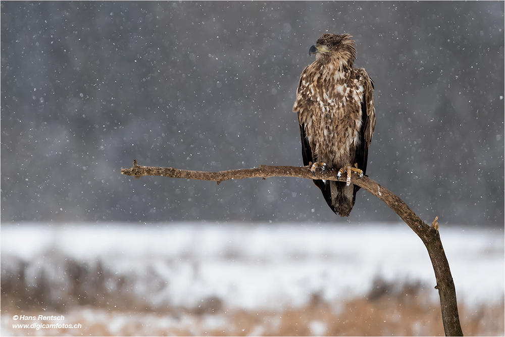 Seeadler