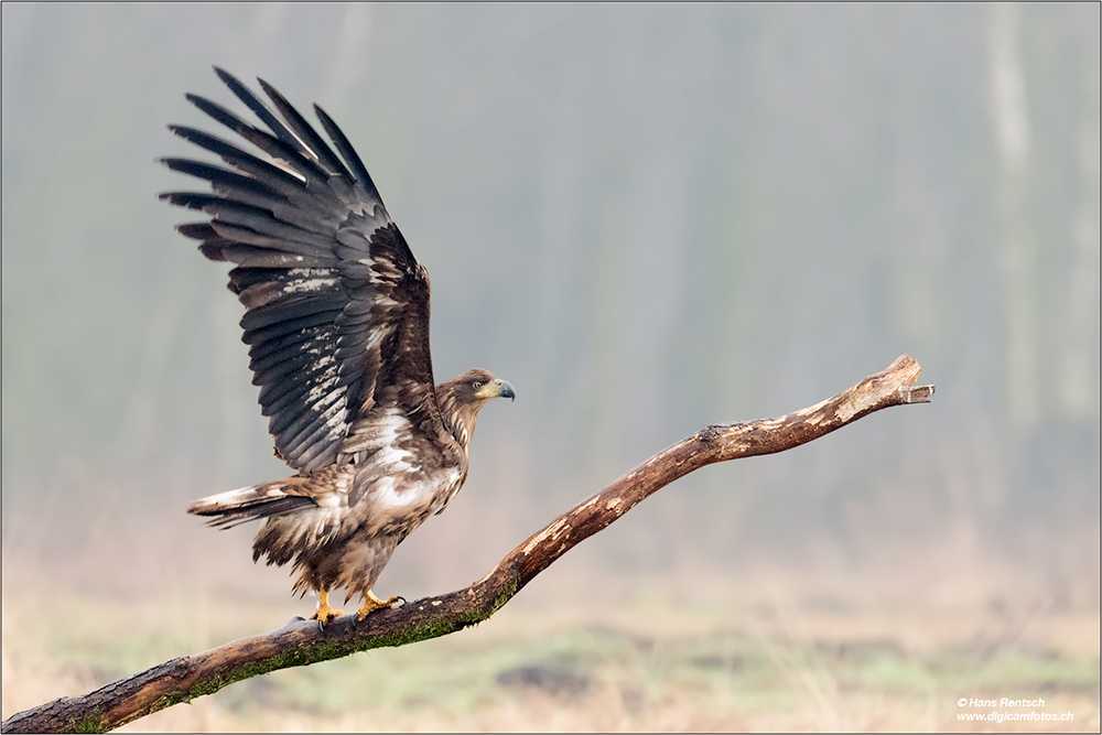 Seeadler