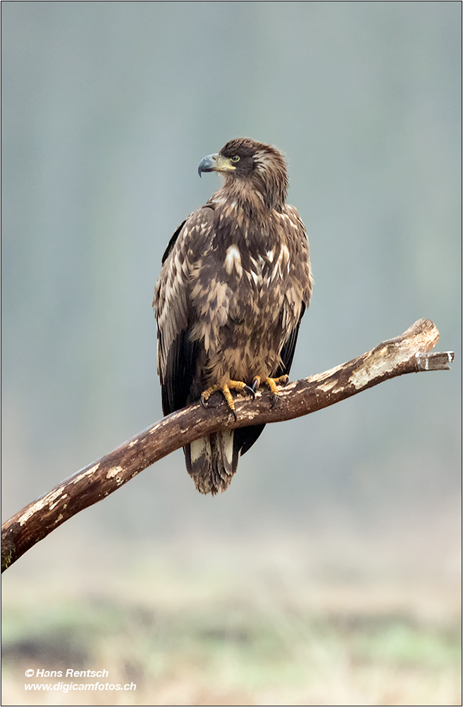 Seeadler