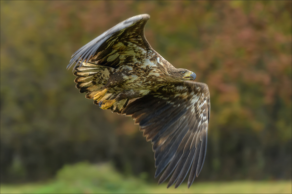 Seeadler