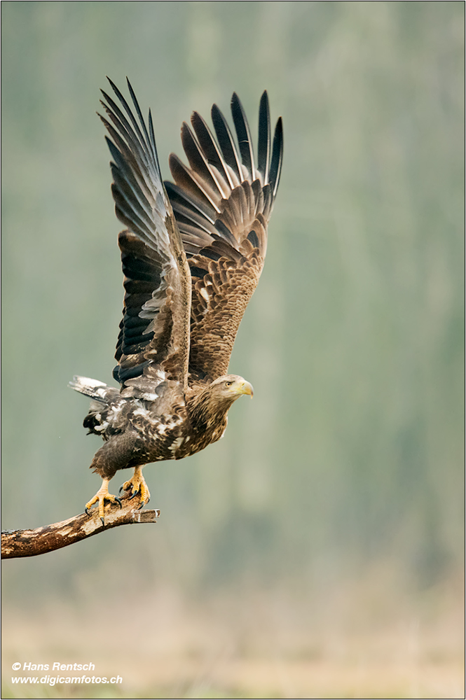 Seeadler