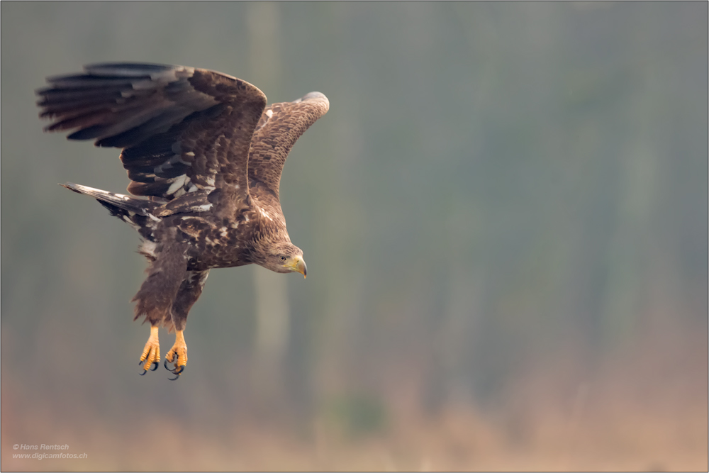 Seeadler