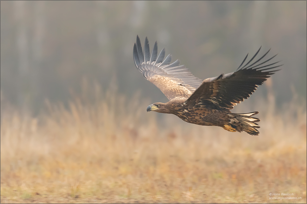 Seeadler