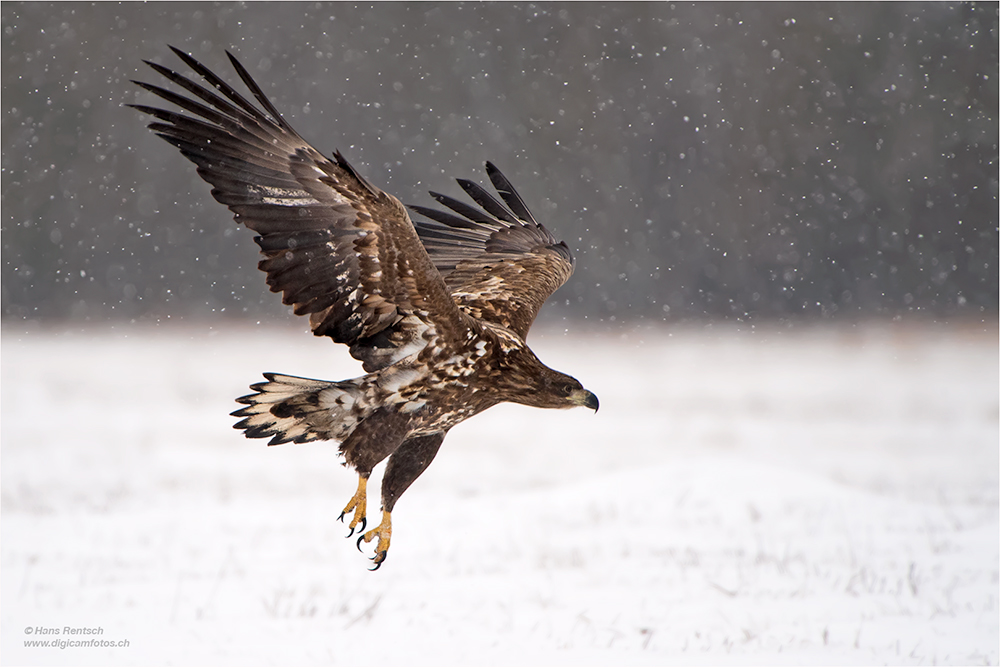 Seeadler