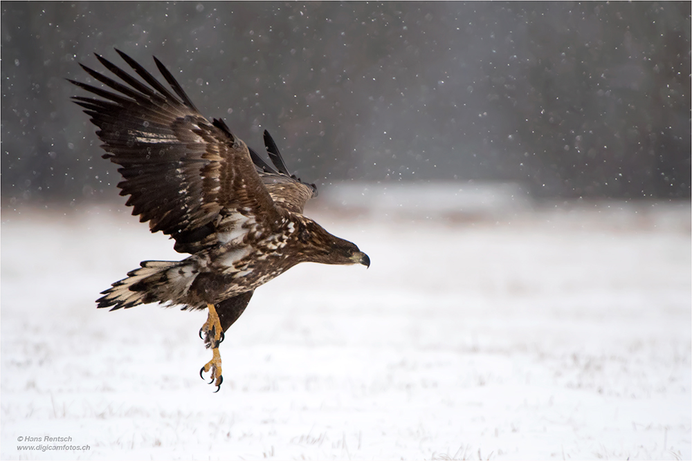 Seeadler