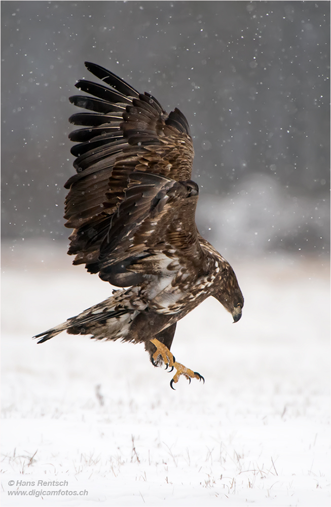 Seeadler