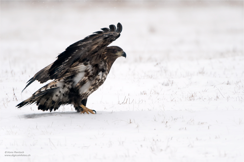 Seeadler