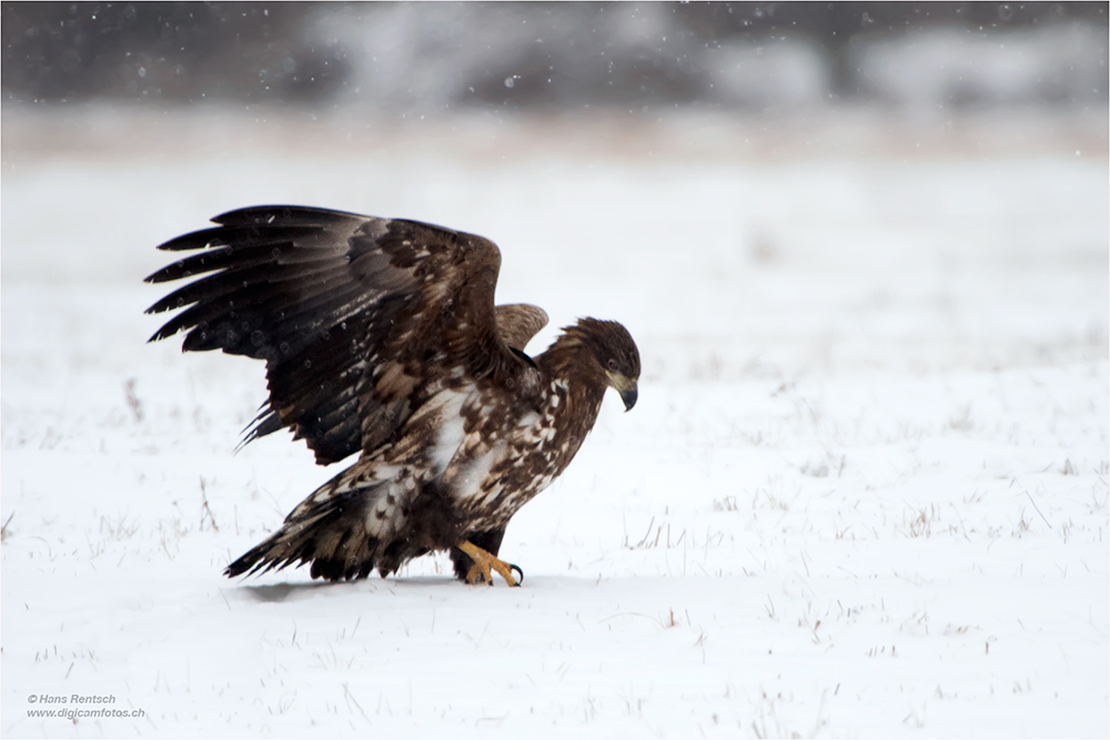 Seeadler