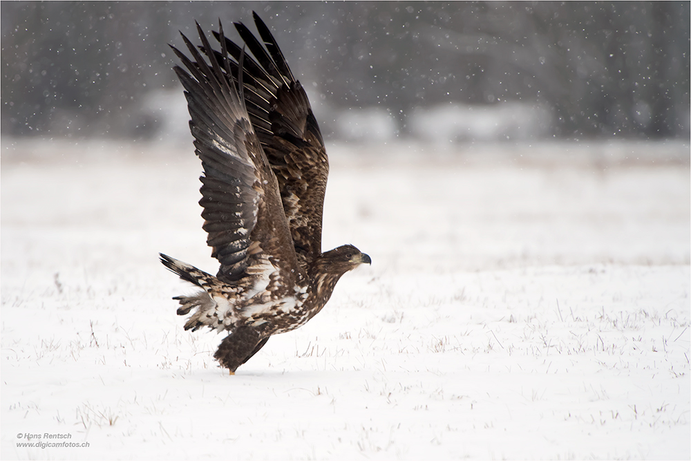 Seeadler