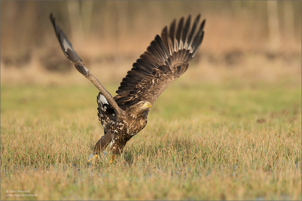 Seeadler