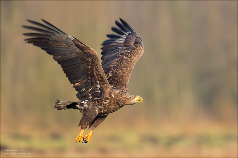 Seeadler