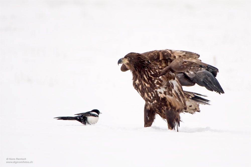 Seeadler