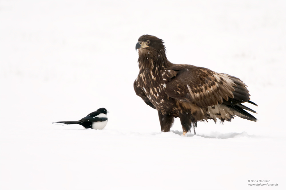 Seeadler