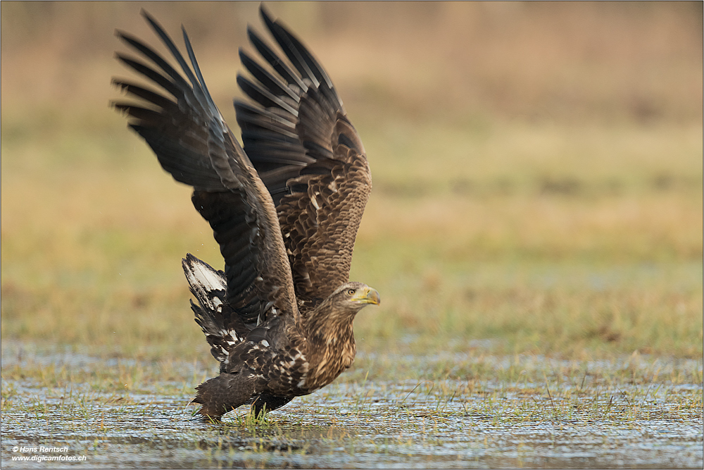 Seeadler