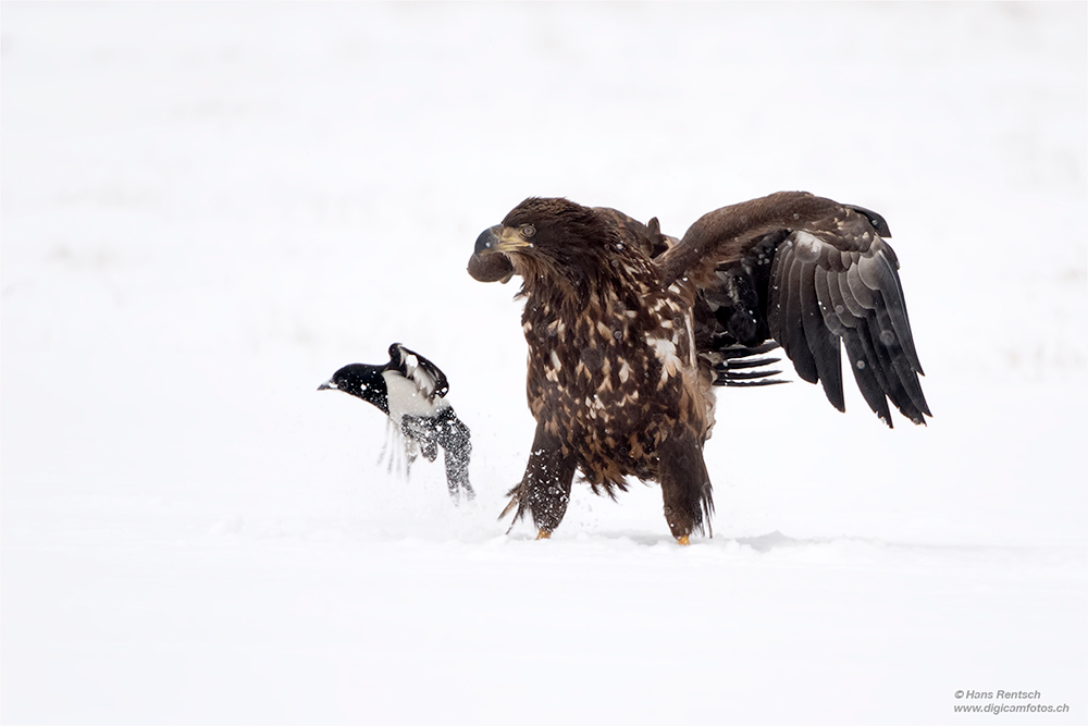 Seeadler