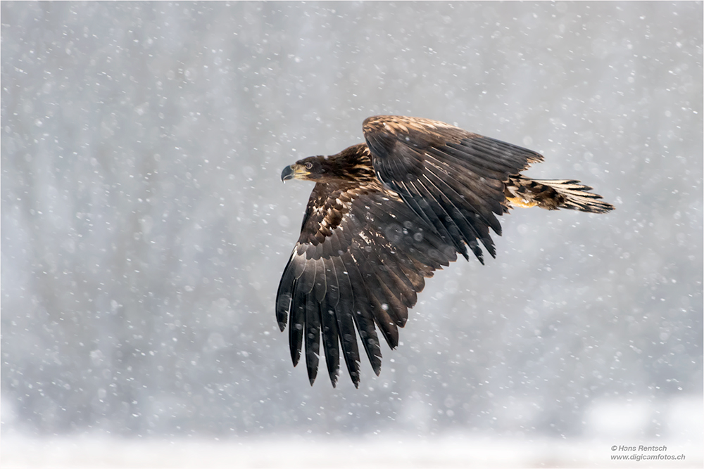 Seeadler