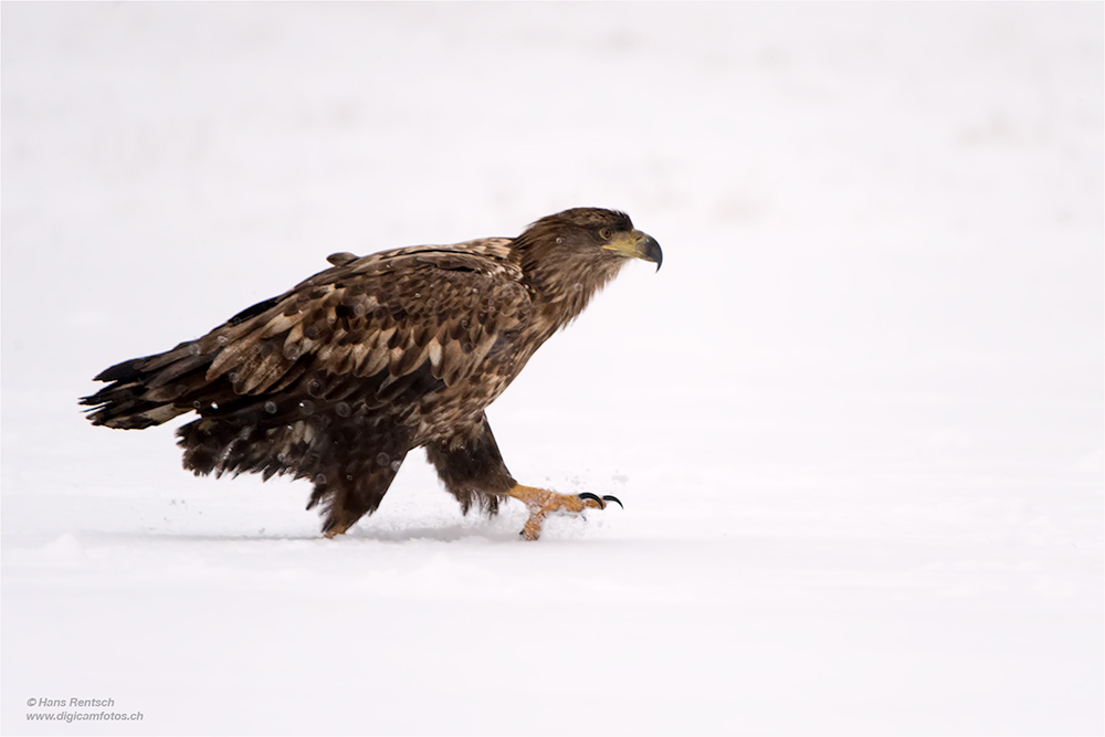 Seeadler