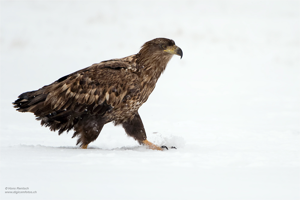 Seeadler