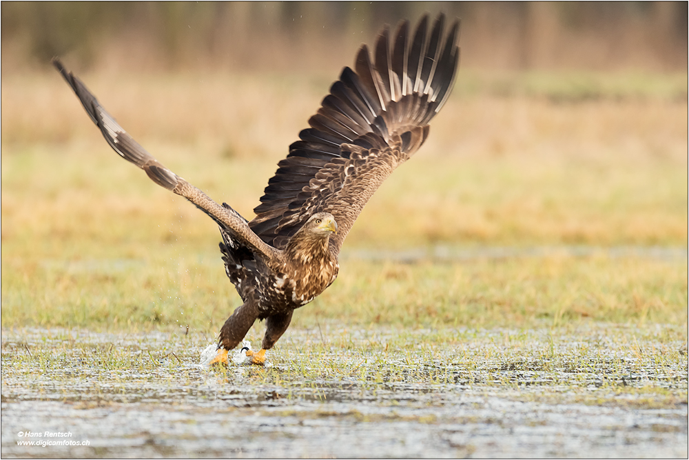 Seeadler