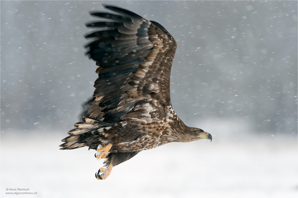 Seeadler