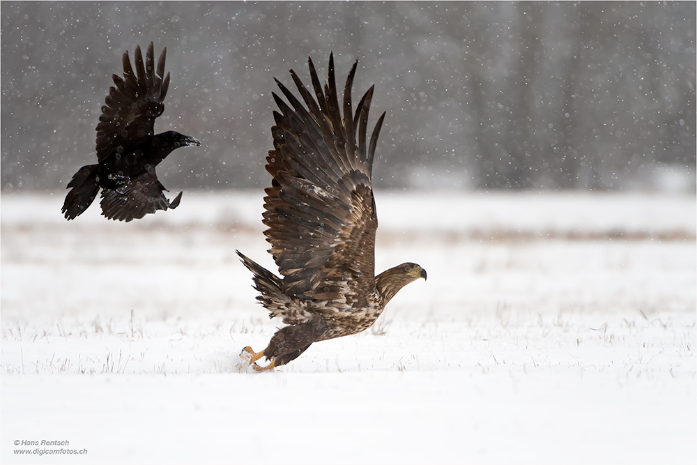 Seeadler