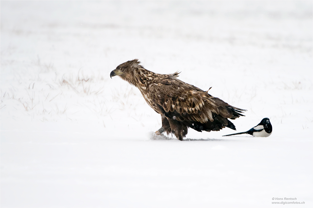 Seeadler