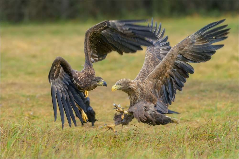 Seeadler