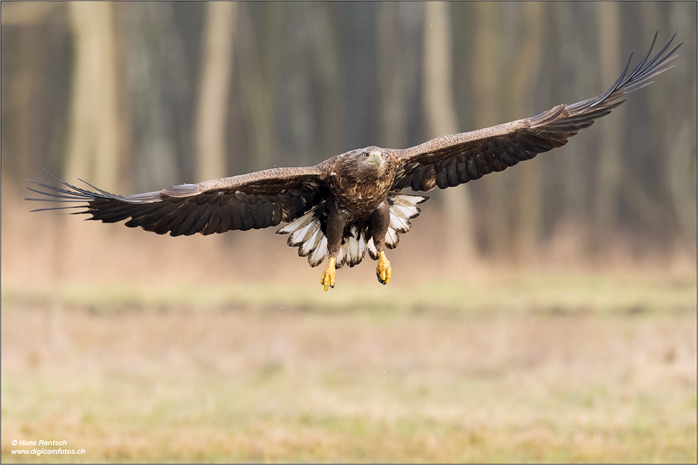 Seeadler